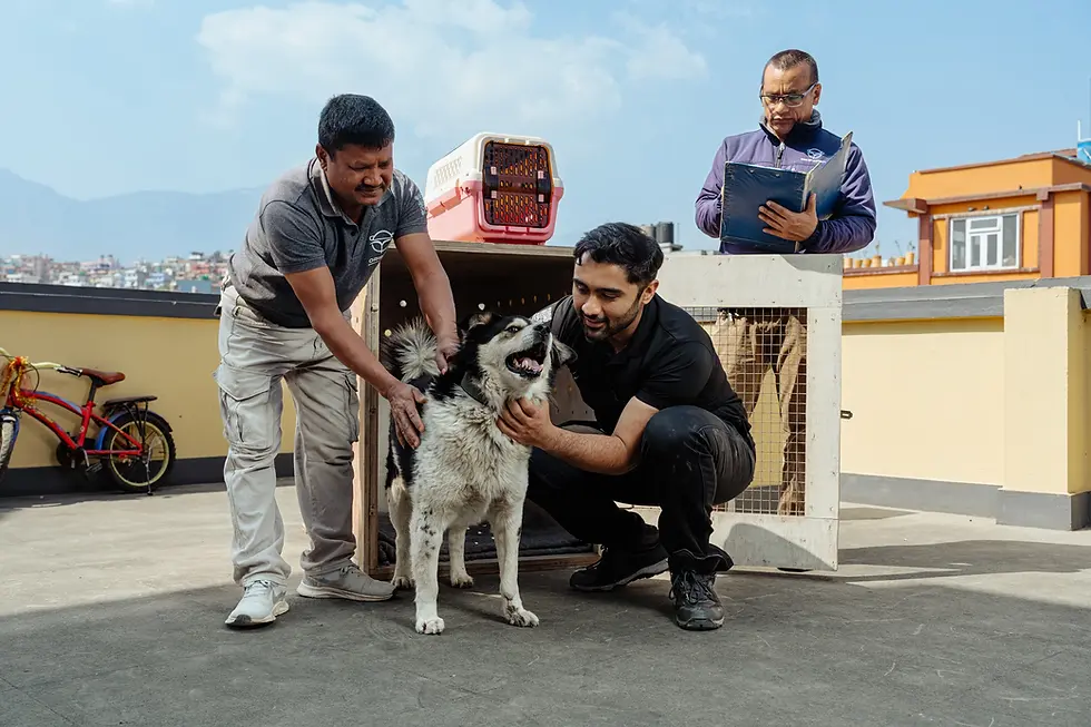 The Complete Guide to International Pet Relocation