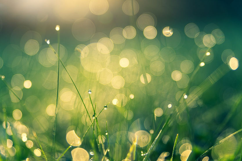 National Meadows Day Event 2023