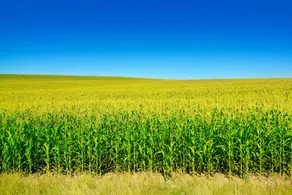 GUTEN”, The protein drink that contains none of the 28 allergenic specified raw materials (according to the Japanese regulations on food labelling)