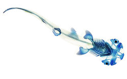 Diafanización o transparencias