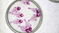 Diafanizacion o transparencias