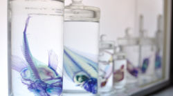 Diafanizacion o transparencias