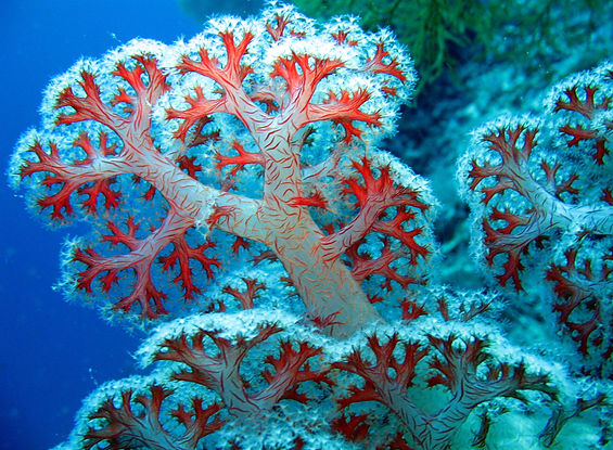 Gorgonia