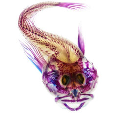 Diafanizacion o transparencias