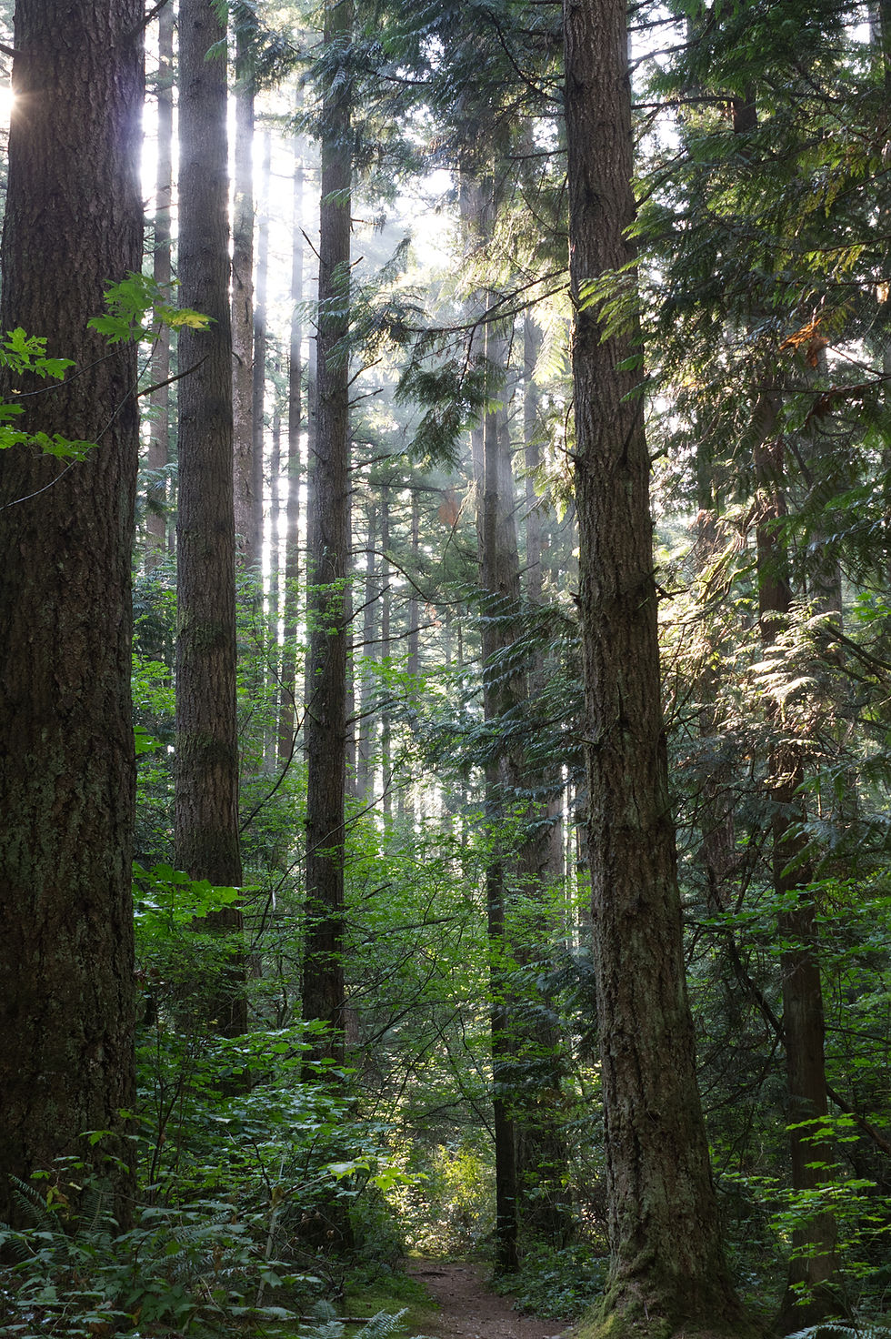 Douglas Fir sun streak. Image credit: (Munteanu, 2025)