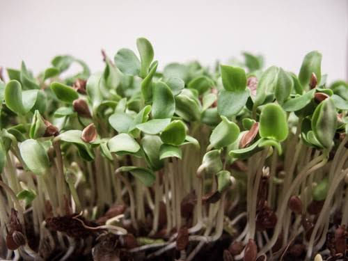 Beyond Organic Flax (Alsi) Microgreens 
