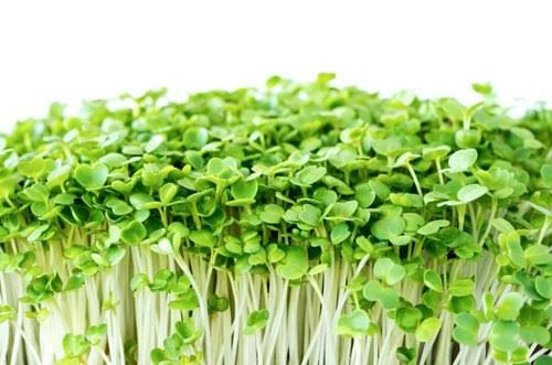 Beyond Organic Arugula/ Rocket Microgreens