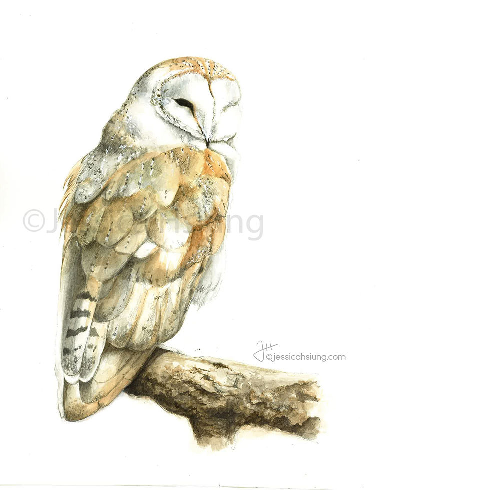 Barn Owl