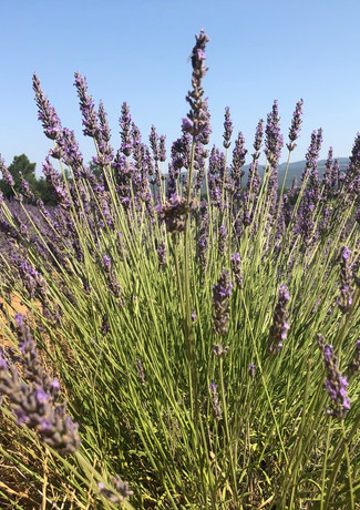Lavendelfeld Luberon