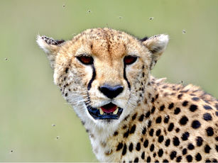 Die graziöse Cheetah 🐆