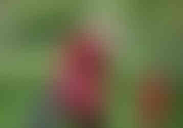 girl laughing as she swings on tyre swing from tree