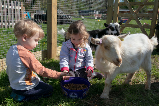 two young children feed miniature goats
