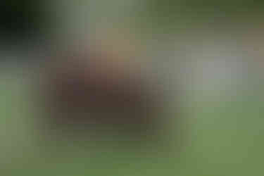 two miniature donkeys