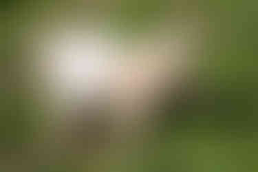 A tan and white miniature goat called Dilly