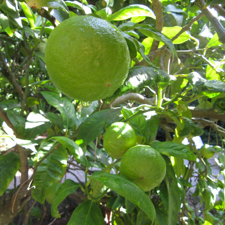 Óleo de Bergamota Calmante - é tudo isso mesmo? 