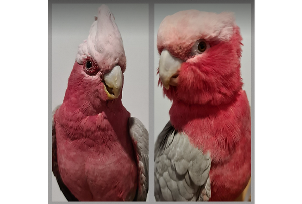 George & Grant - Birds For Adoption.png