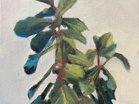 Foliage