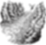 The Footprints of Faeries