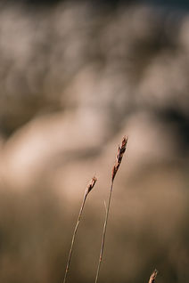 IMG_6608.jpeg