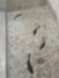 fish shower floor