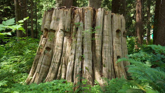 Stump of an old tree in the forest surrounded by ferns