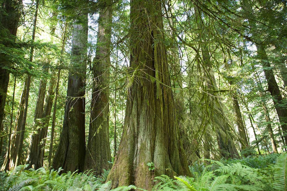 large tall old trees in an old Canadian Forest
