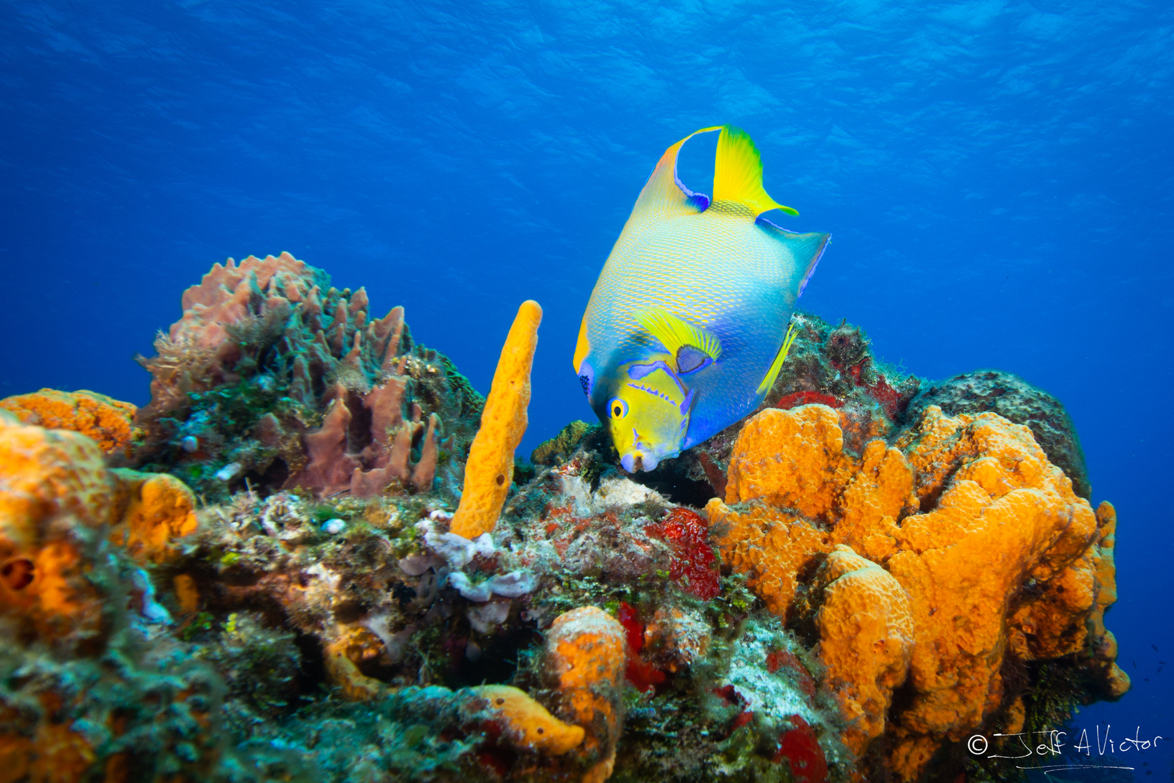 Queen Angelfish, Cozumel Mexico