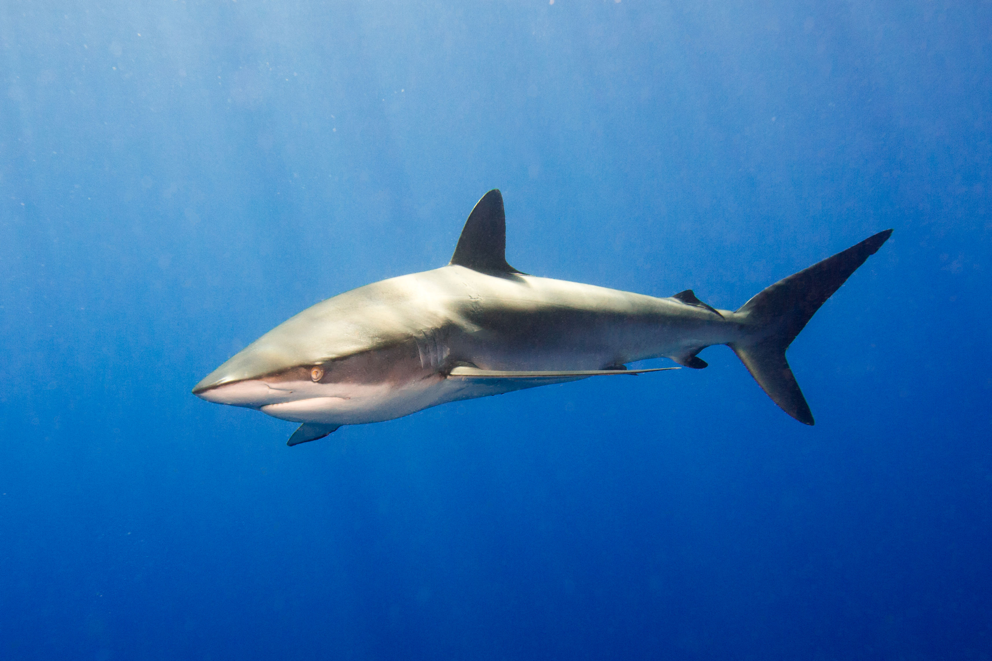 Silky Shark with Angry Look
