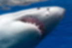 Great White Shark