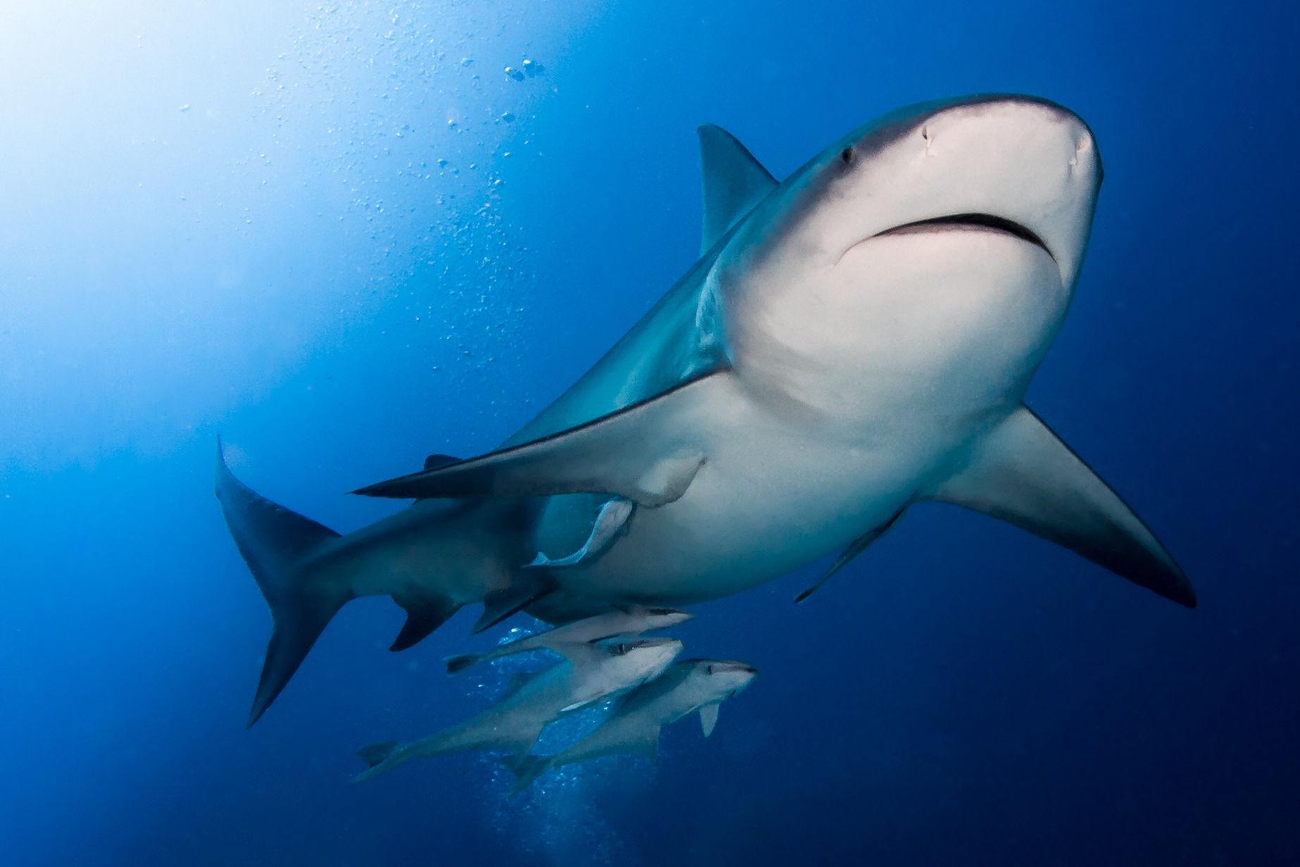 Bull Shark with Remorah