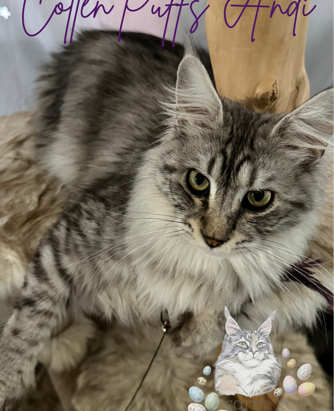 Andi the silver Maine Coon