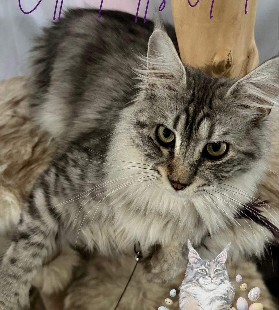 Andi, a black silver tabby Maine Coon queen