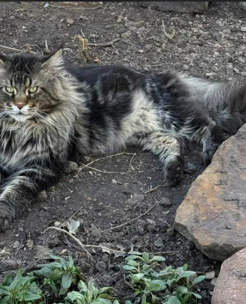 Romeo, a classic black and brown tabby Maine Coon king