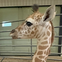 baby.jpg