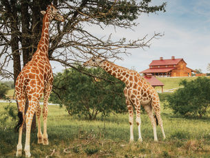 🦒 Why I Started Giraffe Ranch Realty