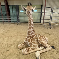 baby1.jpg