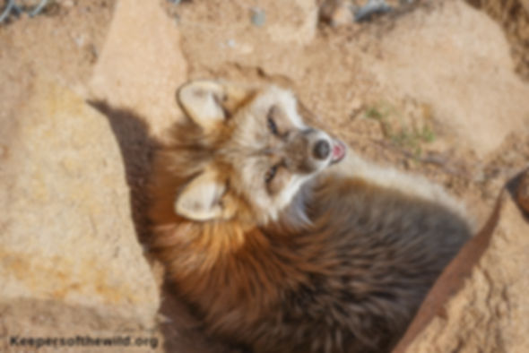 Adopt-A-Fox Box