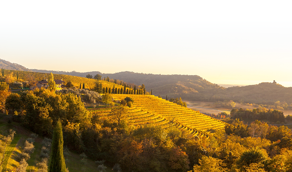 Honey Bubble vineyard Fruili Italy.png