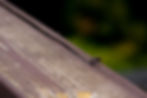 wide-angle-shot-black-fly-standing-wooden-surface.jpg