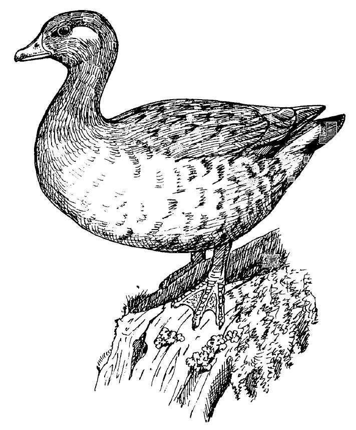 Finsch's duck reconstruction by H. Glyn Young, Simon J. Tonge, Julian P. Hume