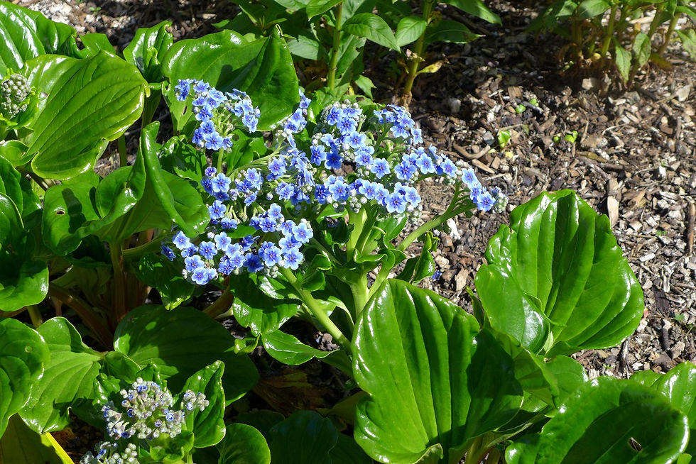 Chatham Island forget-me-not by Victorian Walled Garden Bangor, Co. Down,