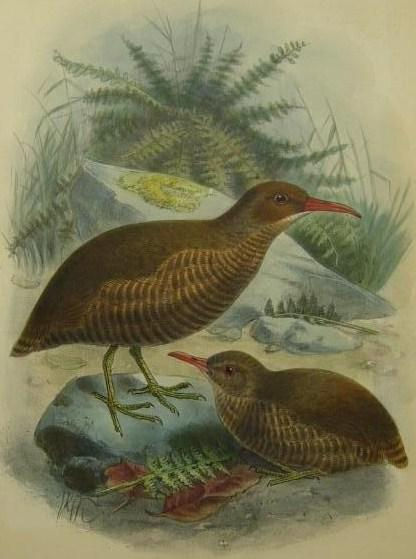 Chatham Island rail by John Gerrard Keulemans