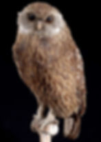 Laughing Owl by Naturalis Biodiversity Center