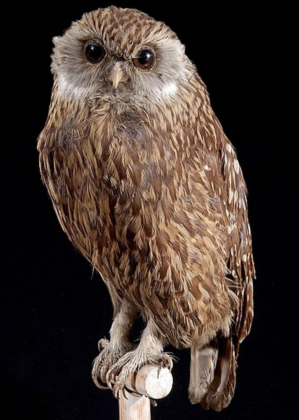Laughing Owl by Naturalis Biodiversity Center
