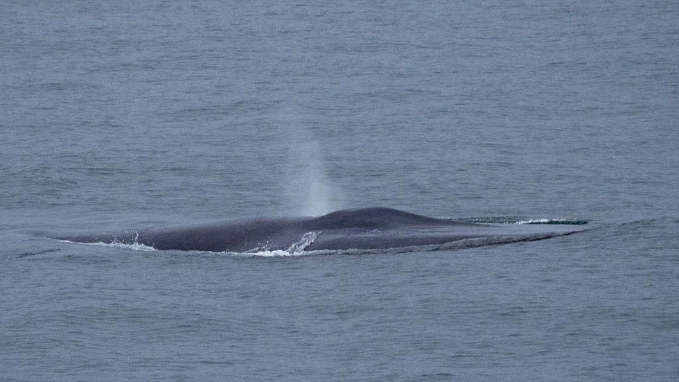 Blue whale by Carina Gsottbauer
