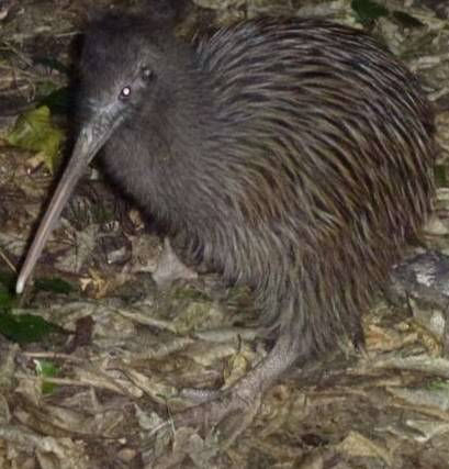 Okarito brown kiwi / Rowi by Mark Anderson