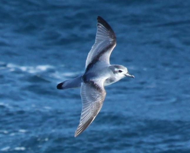 Antarctic Prion by Trevor Lancaster
