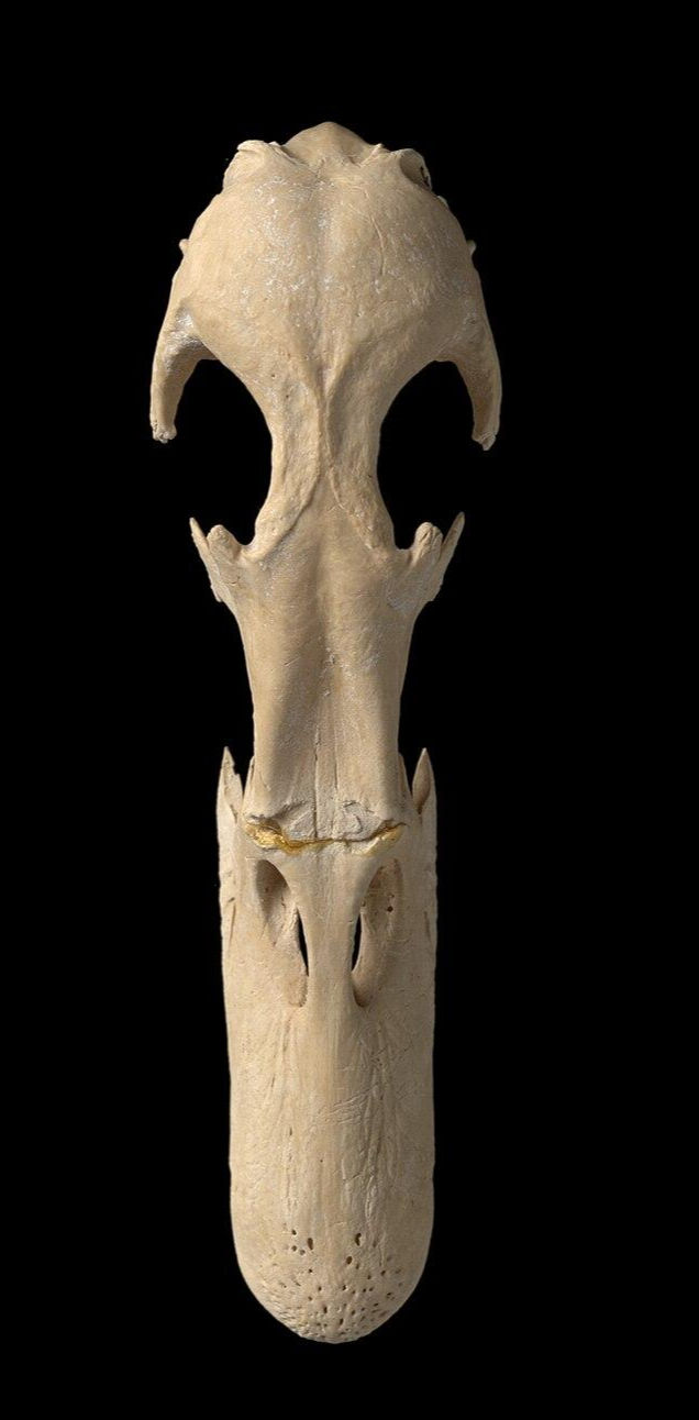 Chatham Island Duck Skull by Te Papa