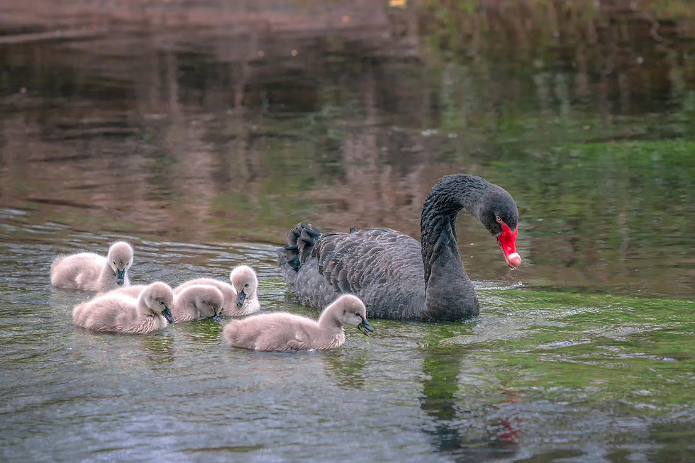 The Black Swan, the New Zealand Swans closest relative