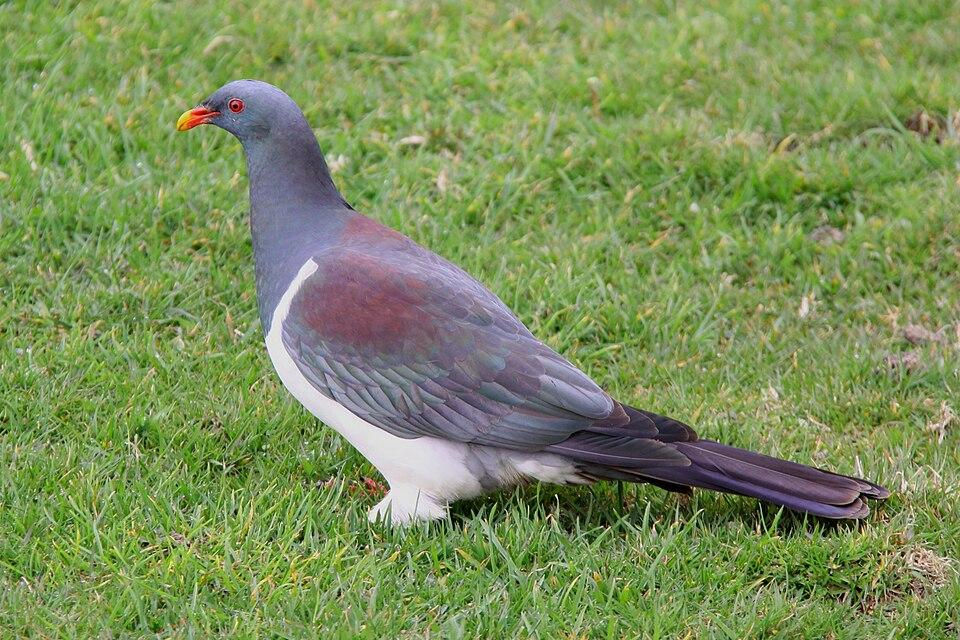  Parea/ Chatham Island pigeon by Mark Fraser